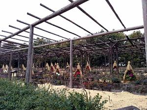 NAGOYA - Parc Tokugawa - 10.01.2024 - 23